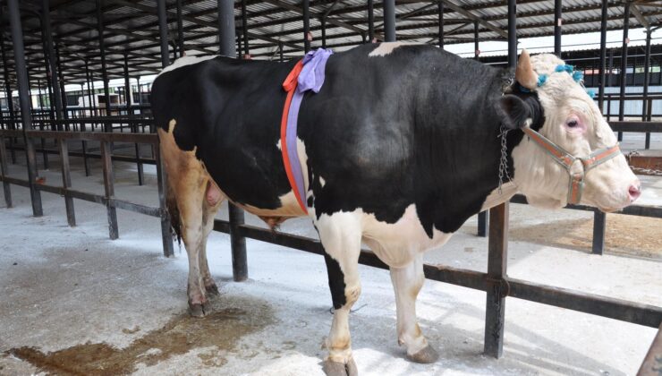 1.2 ton ağırlığındaki tosun 350 bin liraya satıldı / Vezir Ajans