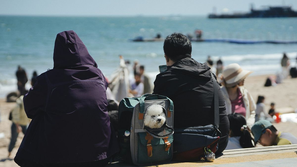 Brexit complicated travelling with a pet between the UK and EU, but new rules could change that