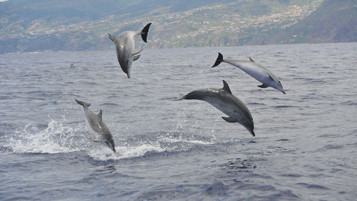 Should I swim with wild dolphins? 6 questions that will change how your holidays impact the ocean