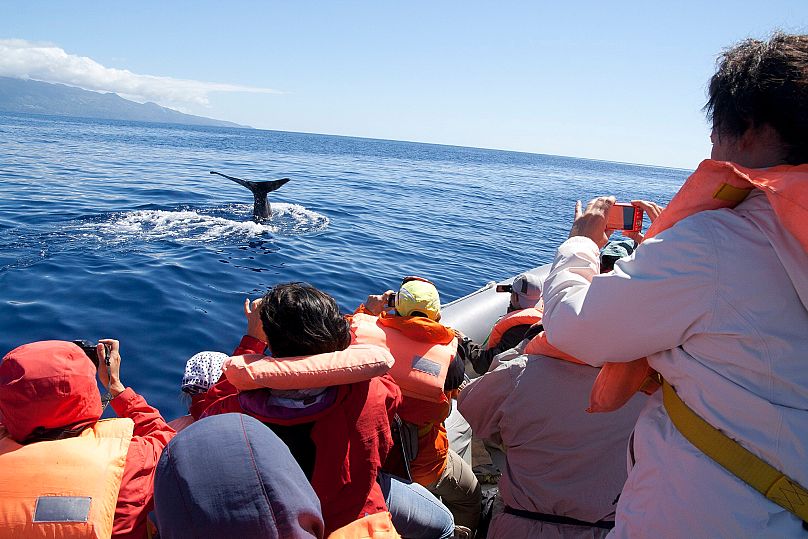 should-i-swim-with-wild-dolphins-6-questions-that-will-change-how-your-holidays-mD6z5QyC Should I swim with wild dolphins? 6 questions that will change how your holidays impact the ocean