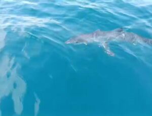 Are Sharks in Konyaaltı, Datça, and Göková Aggressive? Insights on Mediterranean and Aegean Shark Encounters – Vezir Agency