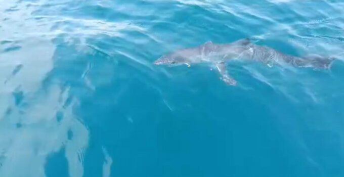 Are Sharks in Konyaaltı, Datça, and Göková Aggressive? Insights on Mediterranean and Aegean Shark Encounters – Vezir Agency