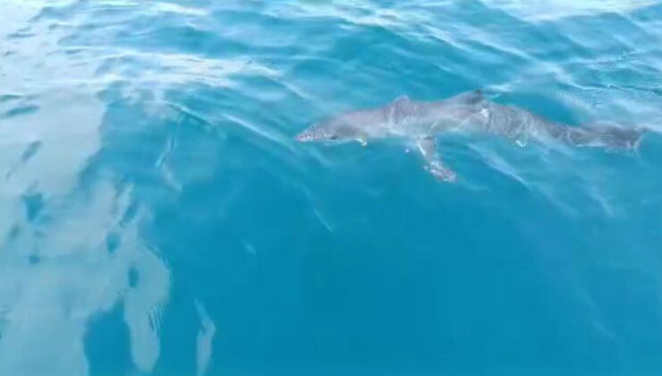 Are Sharks in Konyaaltı, Datça, and Göková Aggressive? Insights on Mediterranean and Aegean Shark Encounters – Vezir Agency