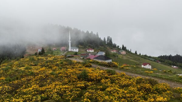 colorful-wildflowers-bloom-in-trabzon-highlands-5-4eCvxmAc Colorful Wildflowers Bloom in Trabzon Highlands