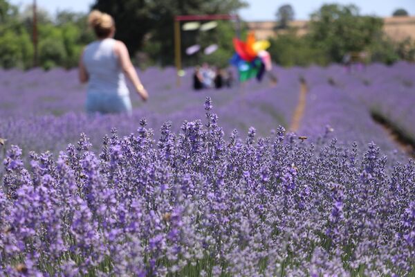 discover-the-most-colorful-route-of-the-holiday-lavender-fields-in-tekirdag-0-TQM7cSpI Discover the Most Colorful Route of the Holiday: Lavender Fields in Tekirdağ