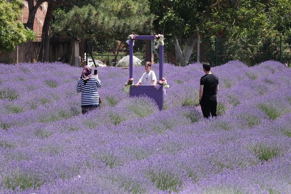 discover-the-most-colorful-route-of-the-holiday-lavender-fields-in-tekirdag-3-9atfjueT Discover the Most Colorful Route of the Holiday: Lavender Fields in Tekirdağ