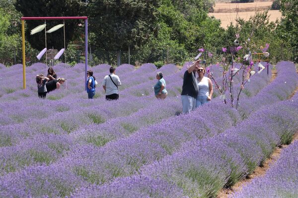 discover-the-most-colorful-route-of-the-holiday-lavender-fields-in-tekirdag-4-gycEXSx5 Discover the Most Colorful Route of the Holiday: Lavender Fields in Tekirdağ