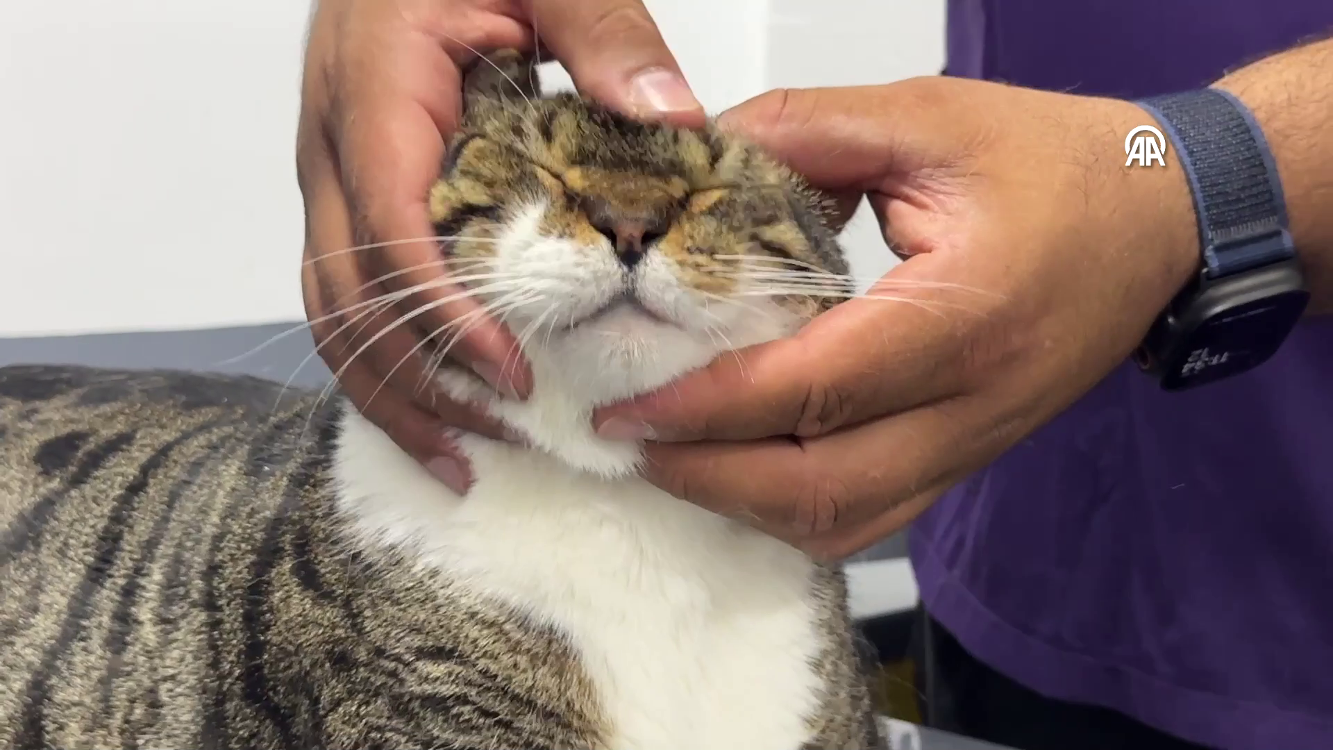 first-in-turkey-diabetic-cat-recovered-through-stem-cell-transplantation-0-ZfwJYsyK First in Turkey: Diabetic Cat Recovered Through Stem Cell Transplantation