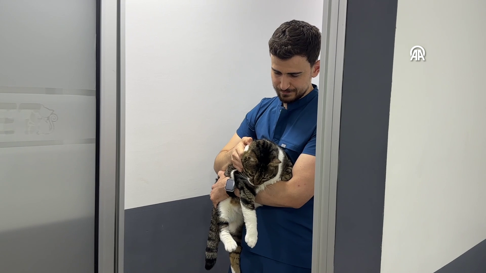 first-in-turkey-diabetic-cat-recovered-through-stem-cell-transplantation-1-d69Qe1QF First in Turkey: Diabetic Cat Recovered Through Stem Cell Transplantation