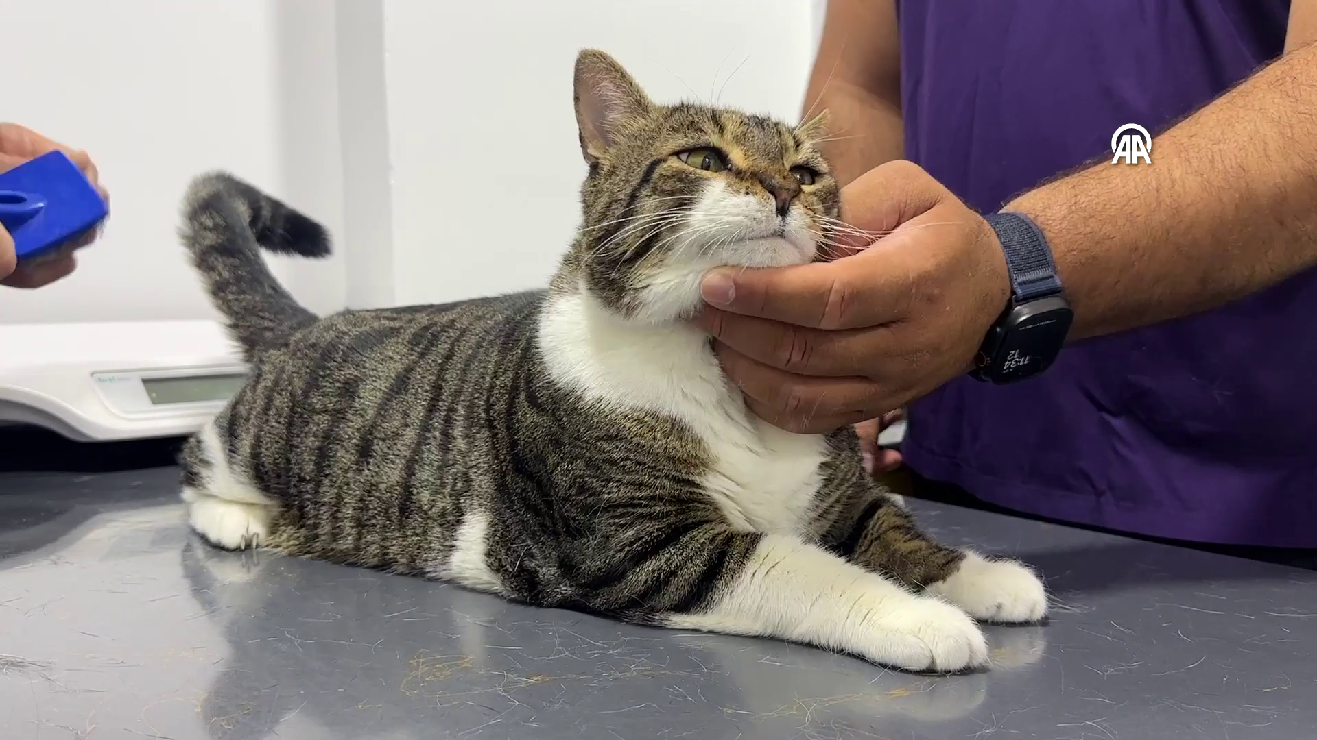 first-in-turkey-diabetic-cat-recovered-through-stem-cell-transplantation-2-Usby4RWN First in Turkey: Diabetic Cat Recovered Through Stem Cell Transplantation