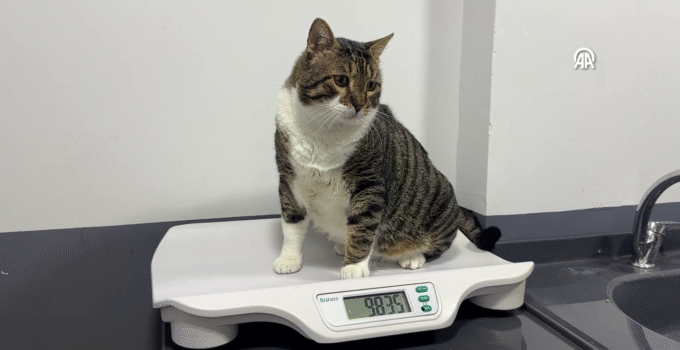 First in Turkey: Diabetic Cat Recovered Through Stem Cell Transplantation