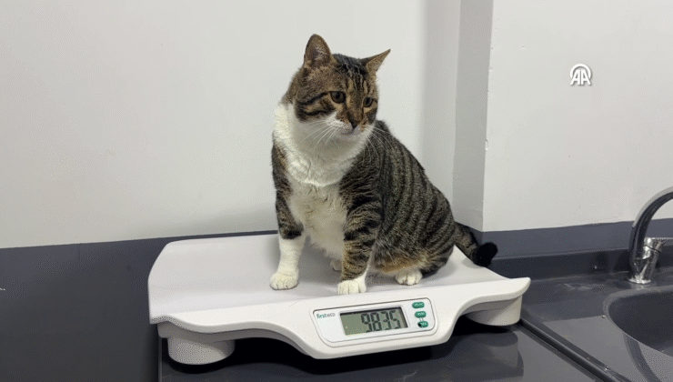 First in Turkey: Diabetic Cat Recovered Through Stem Cell Transplantation