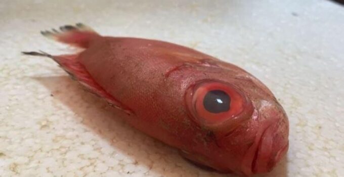 First Sightings of Mandagöz Fish in Antalya: Under Investigation by Vezir Agency