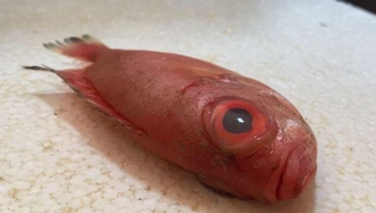 First Sightings of Mandagöz Fish in Antalya: Under Investigation by Vezir Agency