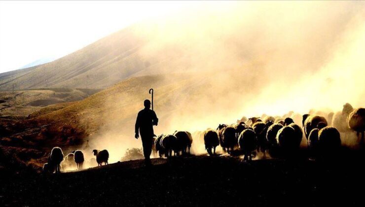 Foreign Shepherds Are Coming: Work Permit Applications Now Open – Vezir Agency