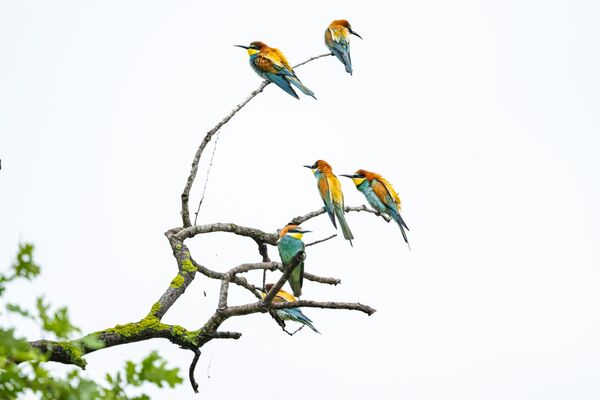 hunters-in-the-rain-bee-eaters-captured-in-bursa-skies-0-IAdykIGS Hunters in the Rain: Bee-eaters Captured in Bursa Skies