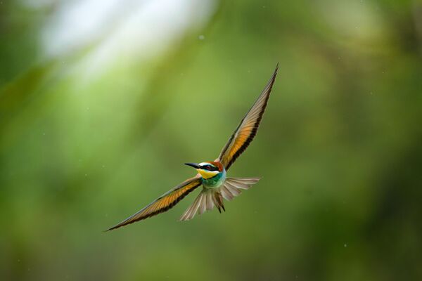 hunters-in-the-rain-bee-eaters-captured-in-bursa-skies-1-PY2kAn87 Hunters in the Rain: Bee-eaters Captured in Bursa Skies