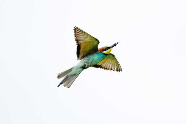 hunters-in-the-rain-bee-eaters-captured-in-bursa-skies-2-nSJYHJyE Hunters in the Rain: Bee-eaters Captured in Bursa Skies