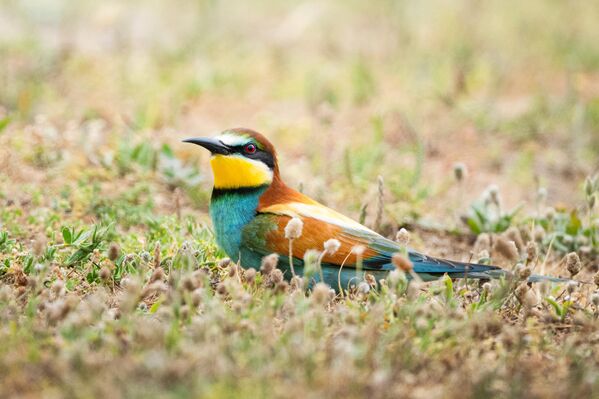 hunters-in-the-rain-bee-eaters-captured-in-bursa-skies-3-JiaD8Xtk Hunters in the Rain: Bee-eaters Captured in Bursa Skies