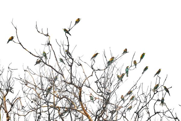 hunters-in-the-rain-bee-eaters-captured-in-bursa-skies-4-efFJfSXH Hunters in the Rain: Bee-eaters Captured in Bursa Skies