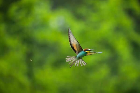 hunters-in-the-rain-bee-eaters-captured-in-bursa-skies-5-MkznV57O Hunters in the Rain: Bee-eaters Captured in Bursa Skies