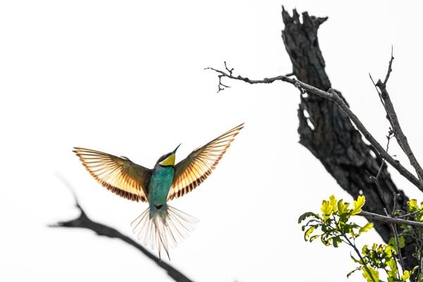 hunters-in-the-rain-bee-eaters-captured-in-bursa-skies-6-HkV7qjGa Hunters in the Rain: Bee-eaters Captured in Bursa Skies
