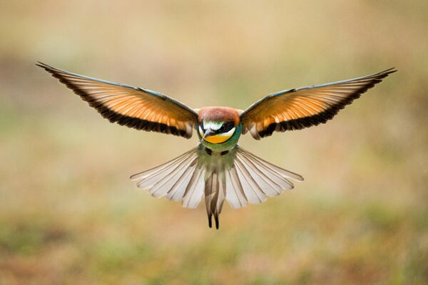 hunters-in-the-rain-bee-eaters-captured-in-bursa-skies-7-gvXMBB3P Hunters in the Rain: Bee-eaters Captured in Bursa Skies