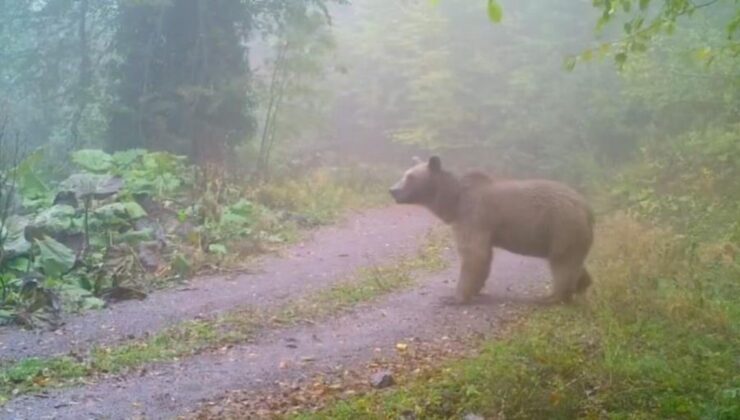 Spotted: Bear in Karabük Opens Garden Gate Before Quickly Escaping